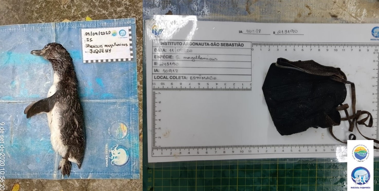 Le manchot a été retrouvé mort étouffé par un masque en tissu. © Instituto Argonauta, Facebook